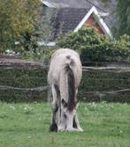 Prachtig bukskin Irish cob hengstveulen, Dieren en Toebehoren, Paarden, Minder dan 160 cm, Gechipt, 0 tot 2 jaar, Hengst