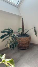 Monstera variegata, Ophalen