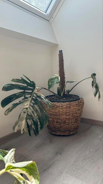 Monstera variegata   beschikbaar voor biedingen