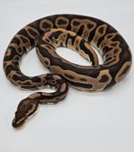 Koningspython Leopard Yellow Belly 100% Het Clown, Dieren en Toebehoren, Reptielen en Amfibieën, Slang, 0 tot 2 jaar, Tam