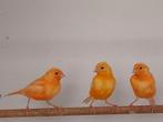 Kleur kanaries, Dieren en Toebehoren