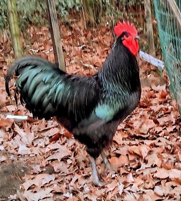 Prachtige jonge Australorp haan, Dieren en Toebehoren, Pluimvee, Kip, Mannelijk