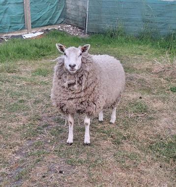 Schaap te koop beschikbaar voor biedingen