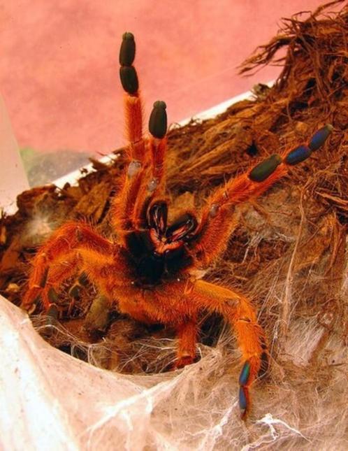 Koppel  (Pterinochilus murinus) met terrarium, Dieren en Toebehoren, Insecten en Spinnen