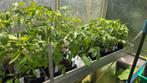 Stevige tomatenplanten, Tuin en Terras, Ophalen
