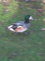 Chilismient, Mannelijk, Eend