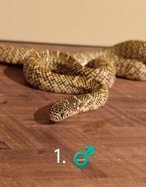 2.0 Lampropeltis koningsslangen, Dieren en Toebehoren, Reptielen en Amfibieën, Slang, 0 tot 2 jaar, Tam