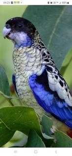 Brown rosella parkiet gezocht, Dieren en Toebehoren, Parkiet, Geringd