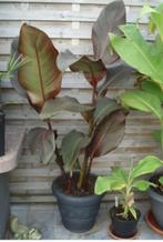 Canna Musafolia Rubrum, Tuin en Terras, Planten | Tuinplanten, Volle zon, Vaste plant, Zomer, Ophalen