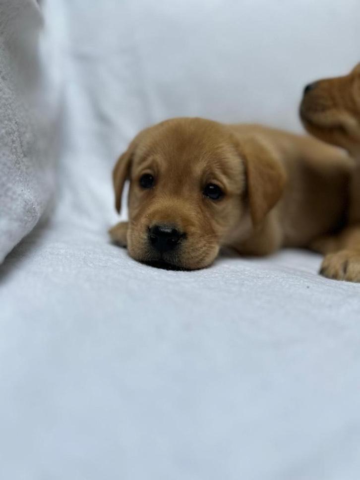 Beaux chiots labrador blond foncé, Animaux & Accessoires, Chiens | Retrievers, Épagneuls & Chiens d'eau, Plusieurs animaux, Labrador retriever