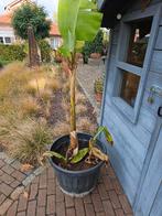 Bananenplanten, Ophalen, Winter