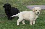 labrador pups particulier, België, Particulier, 8 tot 15 weken, Labrador retriever