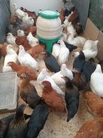witte leghorn GELEEWIEKT meest productieve kip vanaf 10 euro, Dieren en Toebehoren, Pluimvee, Vrouwelijk, Kip
