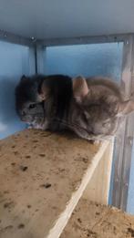 2 leuke chinchilla dames, Chinchilla