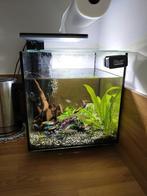 Aqarium met vissen., Dieren en Toebehoren, Ophalen, Zo goed als nieuw