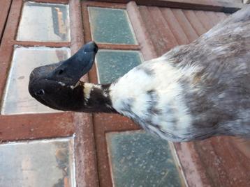 Eenden, Canard