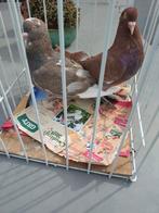 Pigeons Titan, Animaux & Accessoires, Oiseaux | Pigeons, Plusieurs animaux, Autres espèces