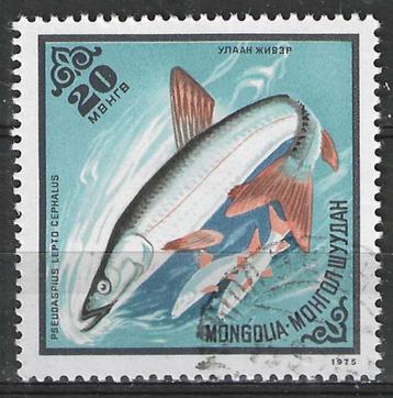 Mongolie 1975 - Yvert 801 - Vissen - Pseudaspius lepto (ST) beschikbaar voor biedingen