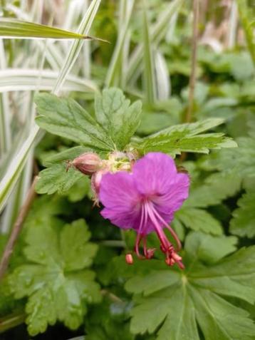 Geranium macrorrhizum / ooievaarsbek, laatste 5 potjes 