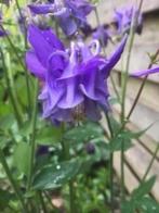 Akelei zaailingen bloei voor volgend jaar, 0,75 cent, Autres espèces, Printemps, Enlèvement, Plante fixe