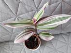 Bouture tradescantia nanouk environ 20cm, Ophalen of Verzenden