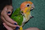 Jonge Roestkop/Witbuikcaique`s/papegaaien., Mannelijk, Papegaai, Geringd