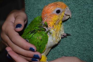 Jonge Roestkop/Witbuikcaique`s/papegaaien. beschikbaar voor biedingen