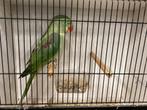 Alexanderparkiet groen van 2025, Dieren en Toebehoren, Meerdere dieren, Parkiet, Geringd