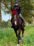 18 jarige ruin, Animaux & Accessoires, Chevaux, 11 ans ou plus, Hongre, 165 à 170 cm, L