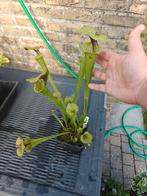 Vleesetende planten sarracenia flava €10, Overige soorten, Volle zon, Vaste plant, Ophalen of Verzenden