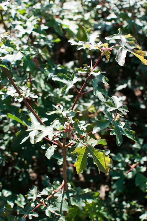 Haagplanten in verschillende soorten, Jardin & Terrasse, Plantes | Arbustes & Haies, Haie, Charme, Enlèvement