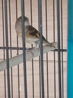 Kapoetsensijsjes, Dieren en Toebehoren, Geringd
