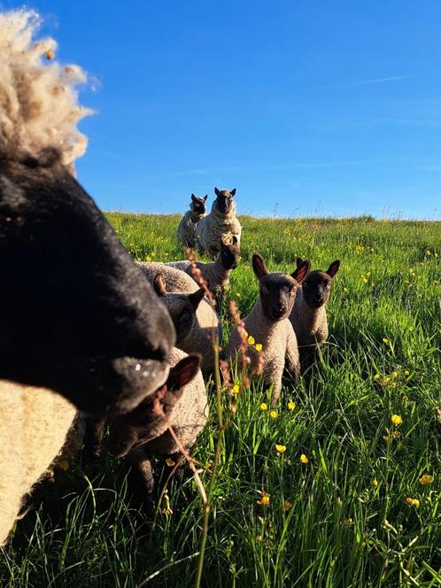 Clun Forest, Dieren en Toebehoren, Schapen, Geiten en Varkens, Schaap