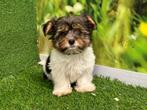 Biewer Yorkshire Terrier pups, Dieren en Toebehoren, Honden | Jack Russells en Terriërs, CDV (hondenziekte), Meerdere, 8 tot 15 weken