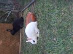 Hotot kleurdwerg, Dieren en Toebehoren, Konijnen