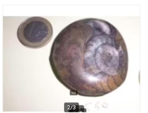 AMMONIET - 2 samen voor 14 euro !, Verzamelen, Mineralen en Fossielen, Fossiel, Ophalen of Verzenden