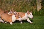 Bull Terriër pups te koop, Dieren en Toebehoren, Bull Terriër, 15 weken tot 1 jaar, Buitenland, CDV (hondenziekte)