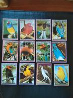 Oiseaux, Guinée équatoriale, Timbres & Monnaies, Timbres | Timbres thématiques, Envoi, Affranchi, Animal et Nature
