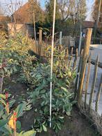 Photinia Fraseri red robin/ Glansmispel, Halfschaduw, Overige soorten, 100 tot 250 cm, Zomer