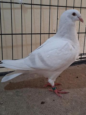 Pigeon de visite de l'exposition belge, bleu poudre/argenté