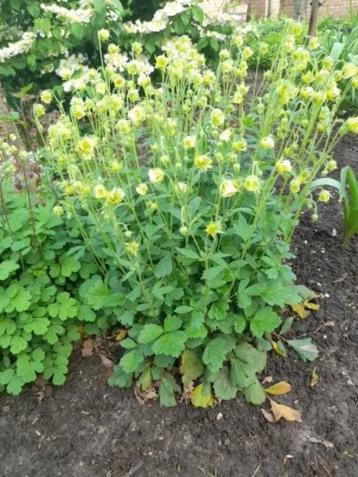 Geum Rivale of Nagelkruid, nu ideale planttijd !! beschikbaar voor biedingen