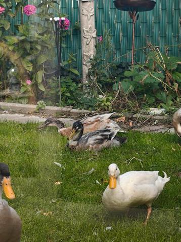 indische loopeenden beschikbaar voor biedingen