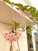 Hoya Carnosa - wasbloem, Ophalen