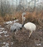 Trio nandoes, Dieren en Toebehoren, Meerdere dieren, Overige soorten