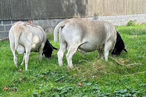 Zware dorper ram, Dieren en Toebehoren, Schapen, Geiten en Varkens, Schaap, Mannelijk, 3 tot 5 jaar