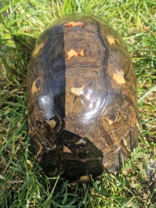 Klokschildpadden, Dieren en Toebehoren, Reptielen en Amfibieën, Schildpad, 11 jaar of ouder, Tam