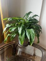Plante fleur de lune, Huis en Inrichting, Kamerplanten, Ophalen, Overige soorten, Minder dan 100 cm, Volle zon