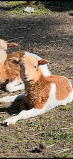 Kameroen schaap ram 7 maand, Dieren en Toebehoren, Schaap