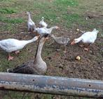 jonge ganzen, Dieren en Toebehoren, Vogels | Overige Vogels