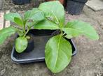 TABAKSPLANTEN, Tuin en Terras, Planten | Tuinplanten, Ophalen